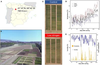 Source-Sink Dynamics in Field-Grown Durum Wheat Under Contrasting Nitrogen Supplies: Key Role of Non-Foliar Organs During Grain Filling